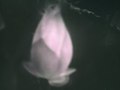 purity