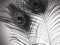 splendour