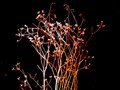 decaying flowers -coriander flowers