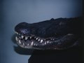 crocodile