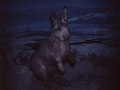 white rabbit