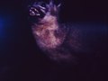 bat