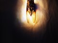 cicada