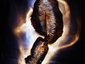 fish skin