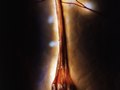 deer muscle