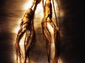 ginseng