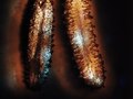 sea cucumber