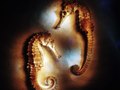 sea horse