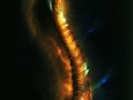 antelope's horn