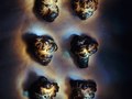 panax notoginseng