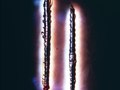 centipede