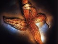 starfish