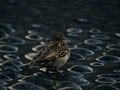 BIRD BATH