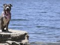 Lily- itsthepits.org