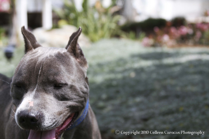 Tyson- itsthepits.org