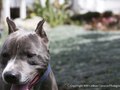Tyson- itsthepits.org