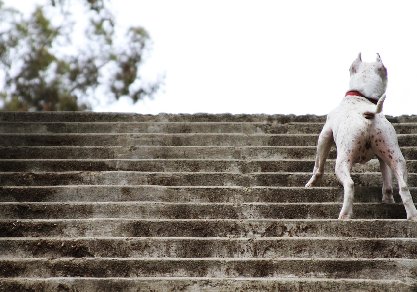 Spunky- itsthepits.org