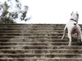 Spunky- itsthepits.org