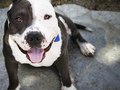 Chubba- itsthepits.org