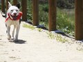 Ivan- itsthepits.org