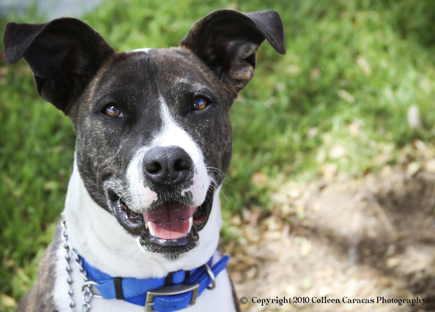 Panda Bear- itsthepits.org