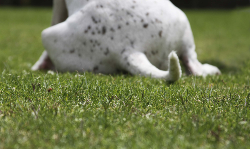 Spunky-itsthepits.org