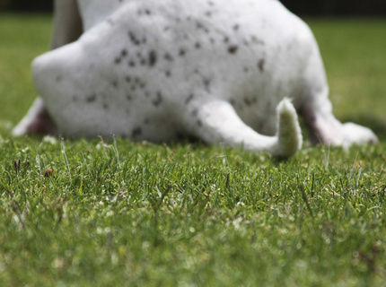 Spunky-itsthepits.org