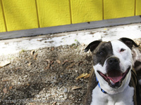 Ruby- itsthepits.org
