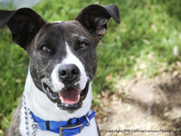 Panda Bear- itsthepits.org