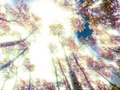 Looping Slideshow: Landscapes (2010)