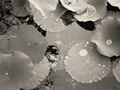 Photo ©Cyndy Allard