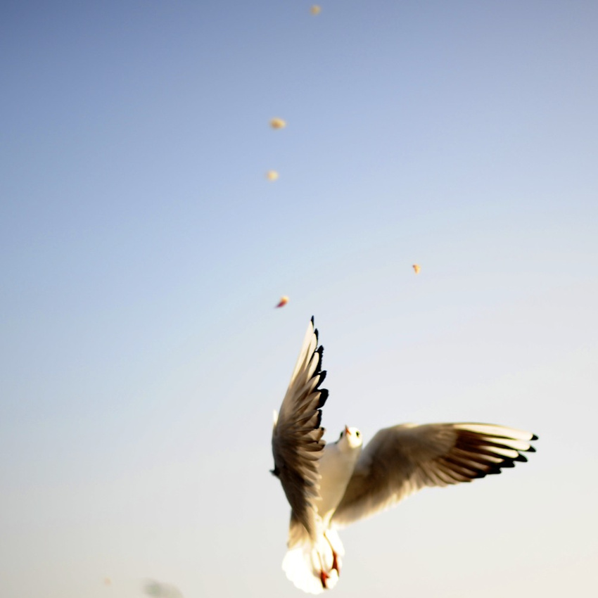 Hungry Seagull