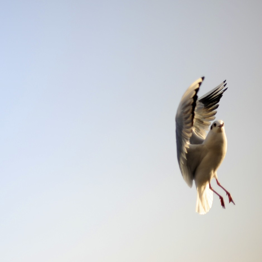 Hungry Seagull