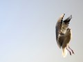 Hungry Seagull