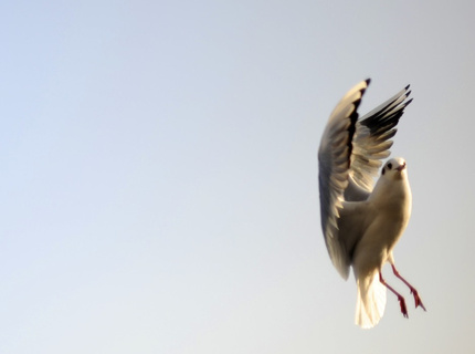 Hungry Seagull