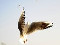 Hungry Seagull