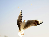 Hungry Seagull