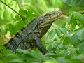 Lizard (Manuel Antonio, Costa Rica)