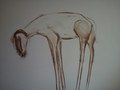 goat drawing. conte on paper.