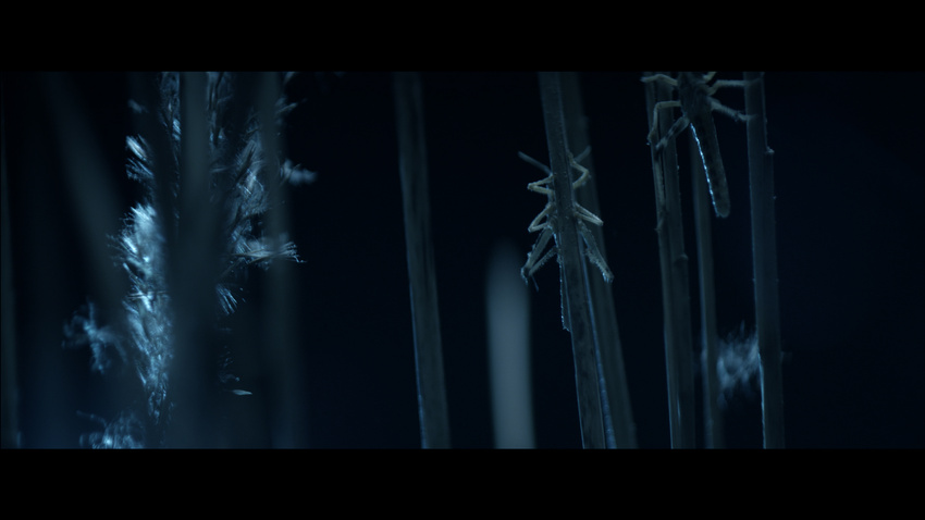 Hannah Schneider - I can see the forrest