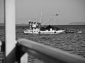 Coming back to unload the day's catch.