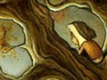 Edge of the wood
