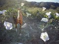 dancer in the jimson weed