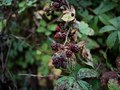 blackberry bushes are thought to bring enthusiastic manifestation