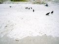 vultures, rio de janeiro