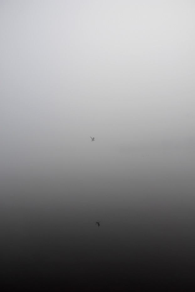 Title: Peace, Artist: Timothy Alexander, Medium: Digital C-Type print mounted on dibond, PRICE €350