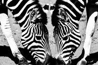Kruger