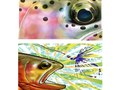 Rainbow Eye and Golden Trout. ©2012. Glenn Hiramatsu.