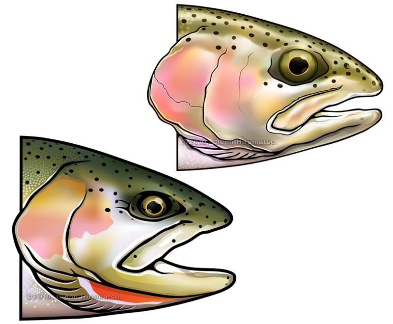 Rainbow and Cutthroat. ©2012. Glenn Hiramatsu.