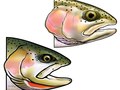 Rainbow and Cutthroat. ©2012. Glenn Hiramatsu.